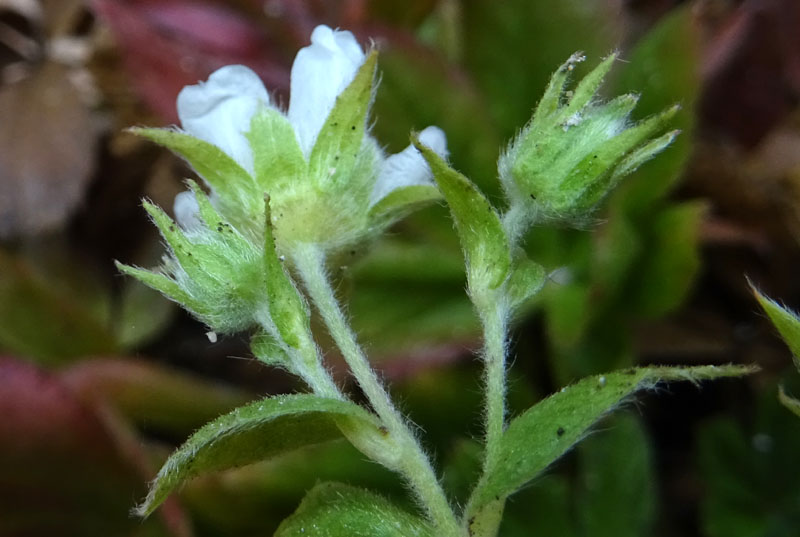 Potentilla caulescens - Rosaceae